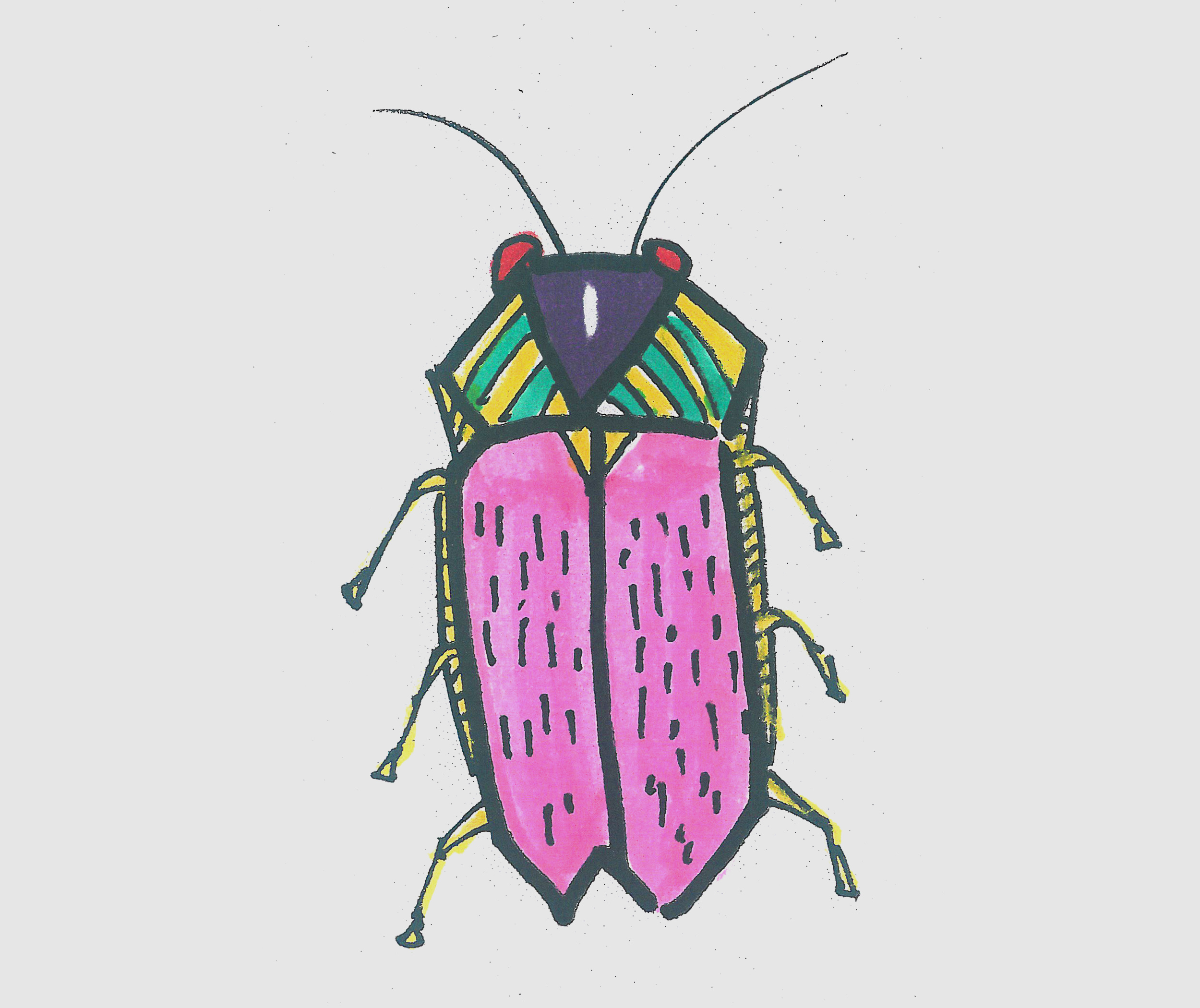 简笔画图片色彩甲虫 可爱甲虫的画法