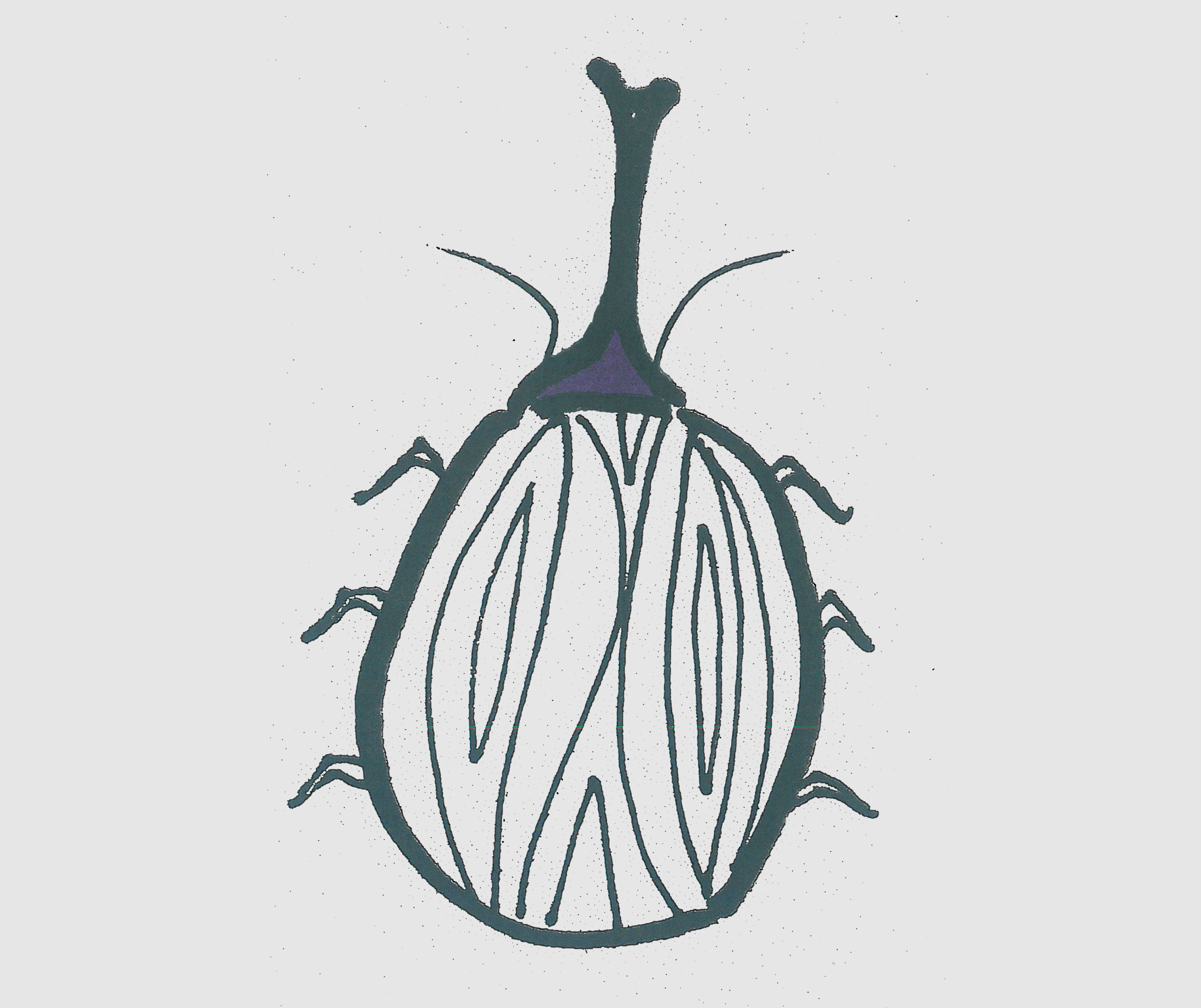 简笔画图片甲壳虫 可爱甲壳虫的画法