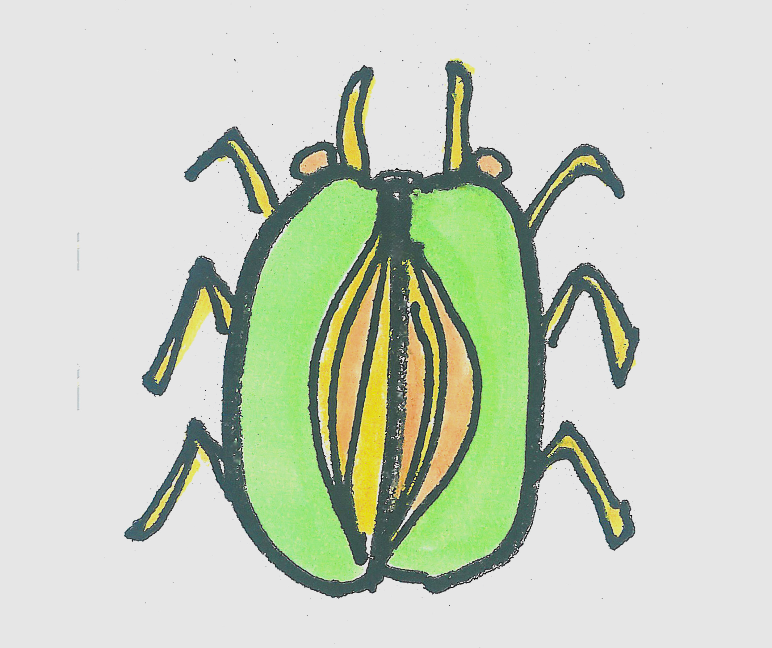 简笔画图片甲壳虫怎么画最简单 甲壳虫的画法