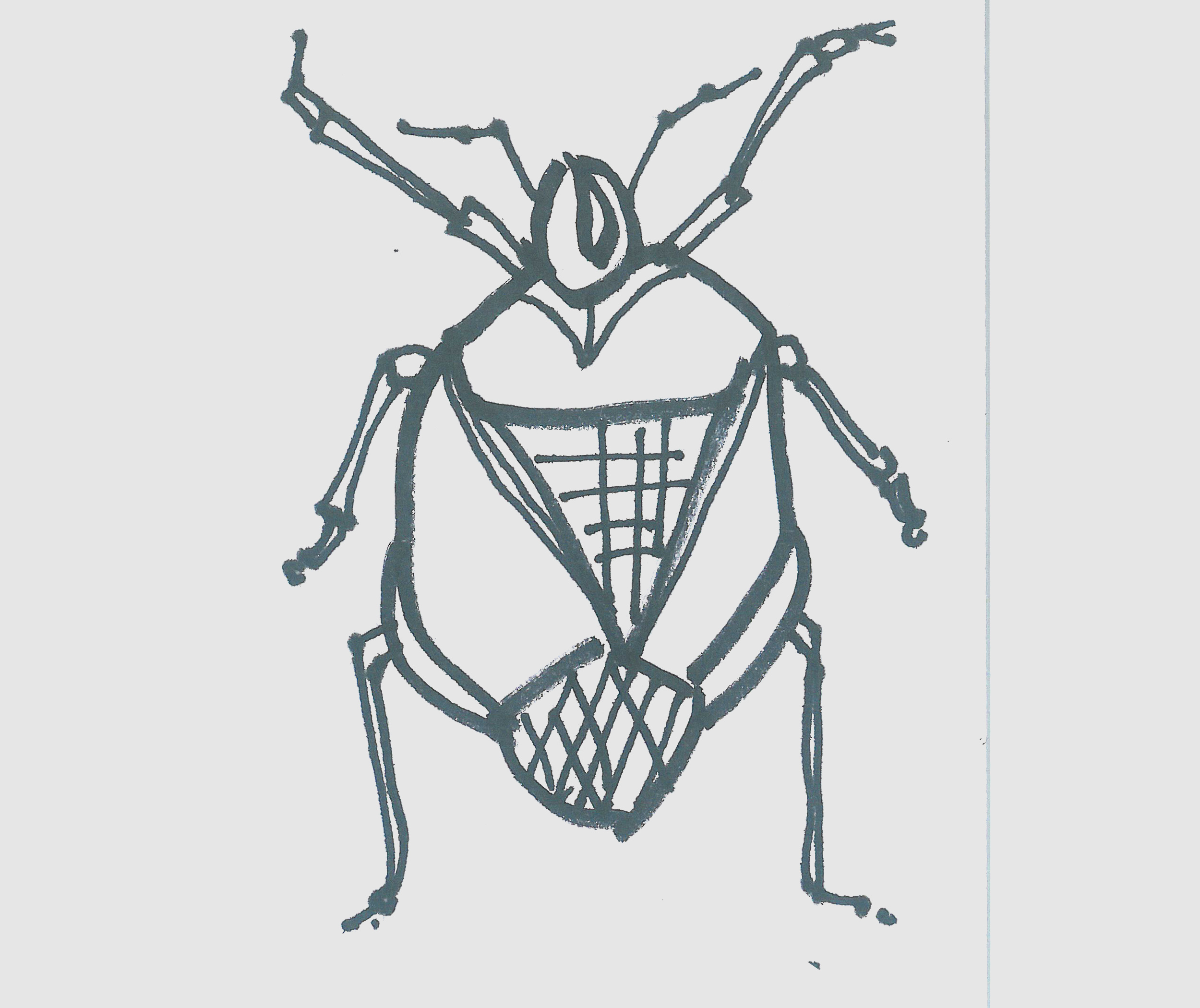 儿童简笔画甲虫怎么画最简单 可爱甲虫的画法
