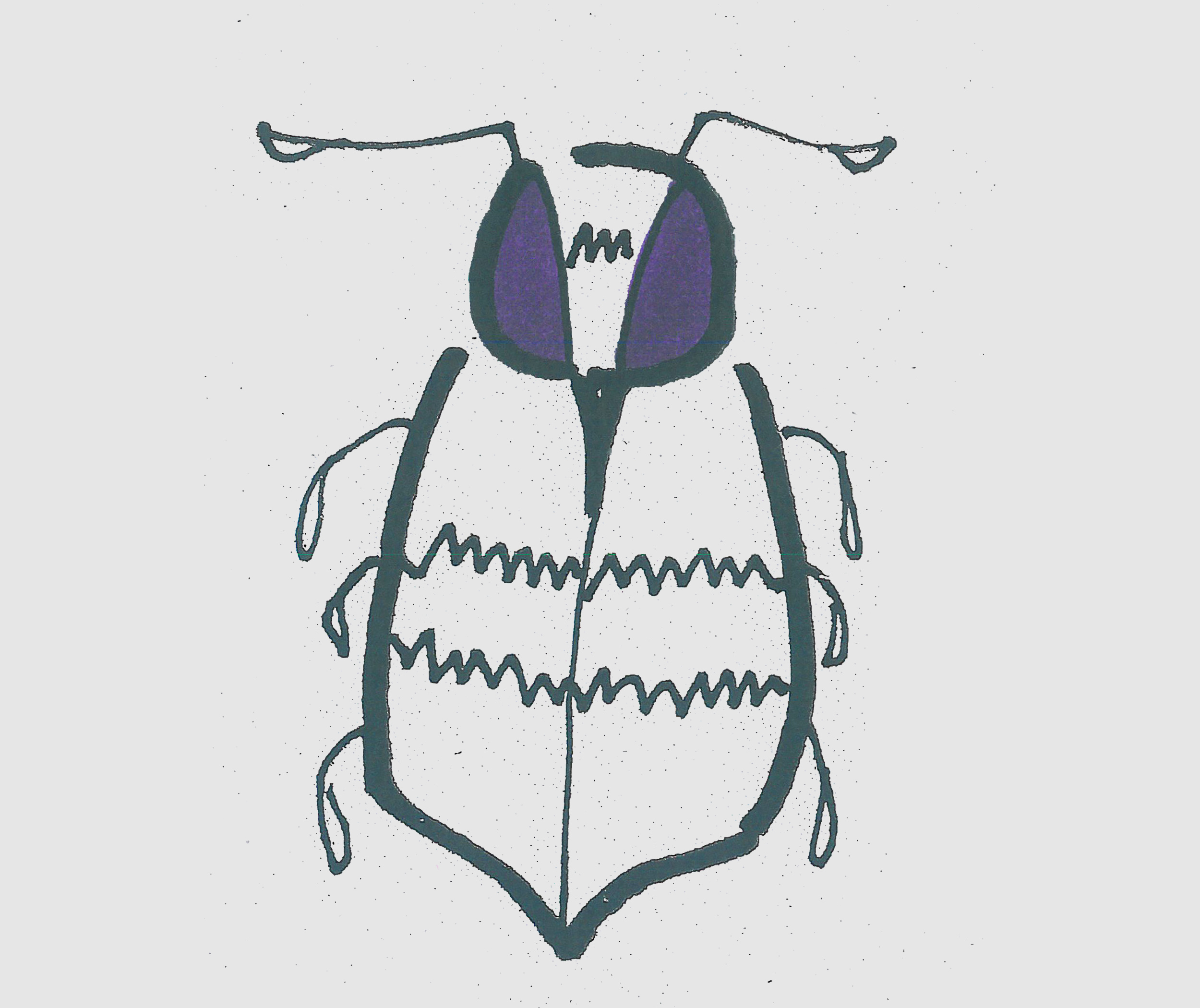儿童简笔画带颜色甲虫 一步一步教可爱小甲虫画法