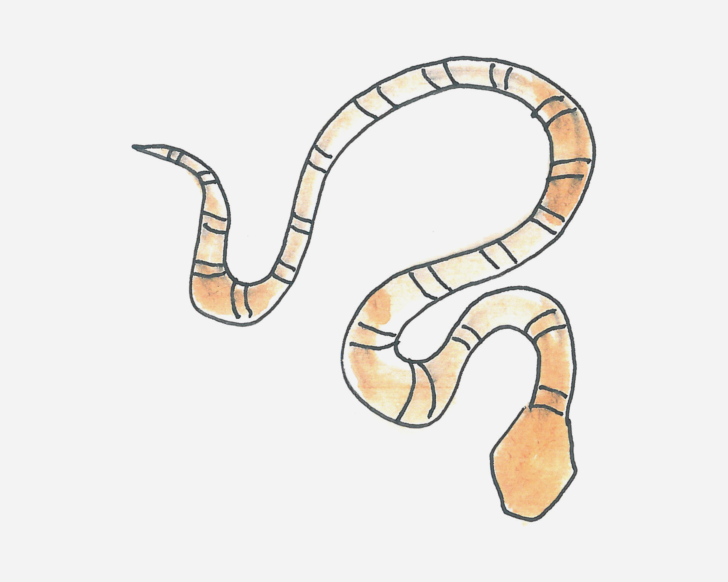 爬行的蛇简笔画画法图片步骤