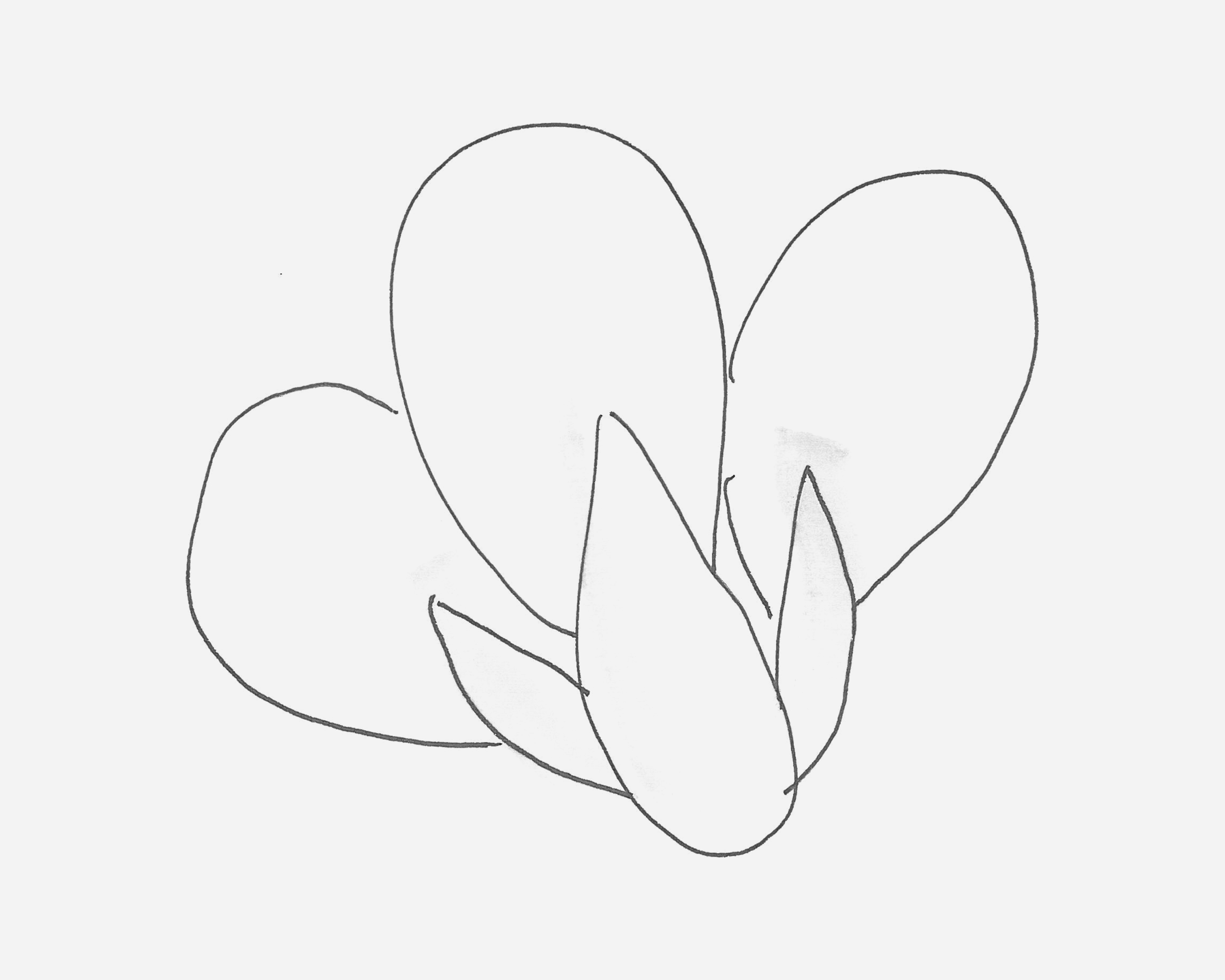 6岁简笔画图片 带颜色白菜怎么画好看
