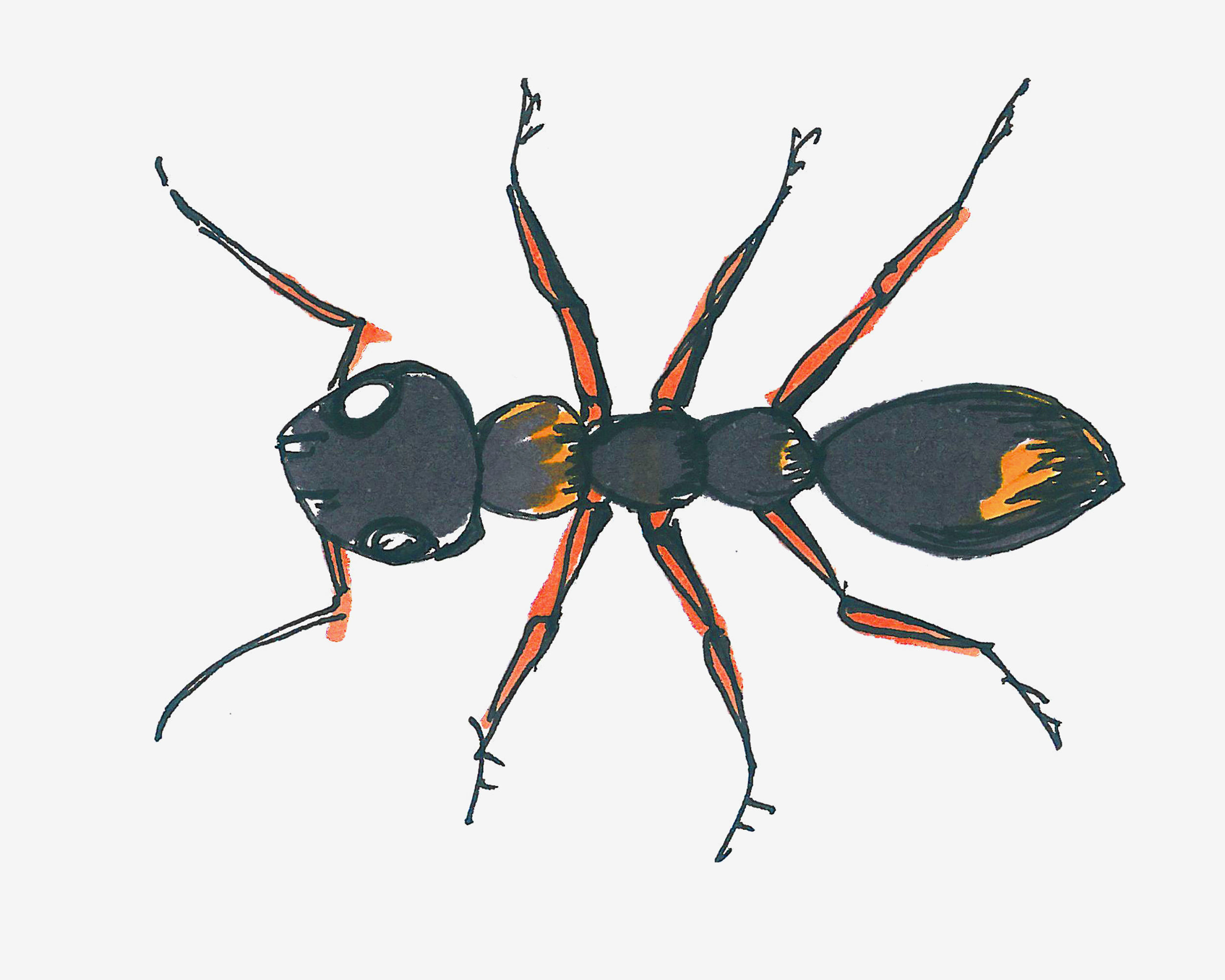 蚂蚁简笔画画法图片步骤（高二学画画来得及吗） - 有点网 - 好手艺