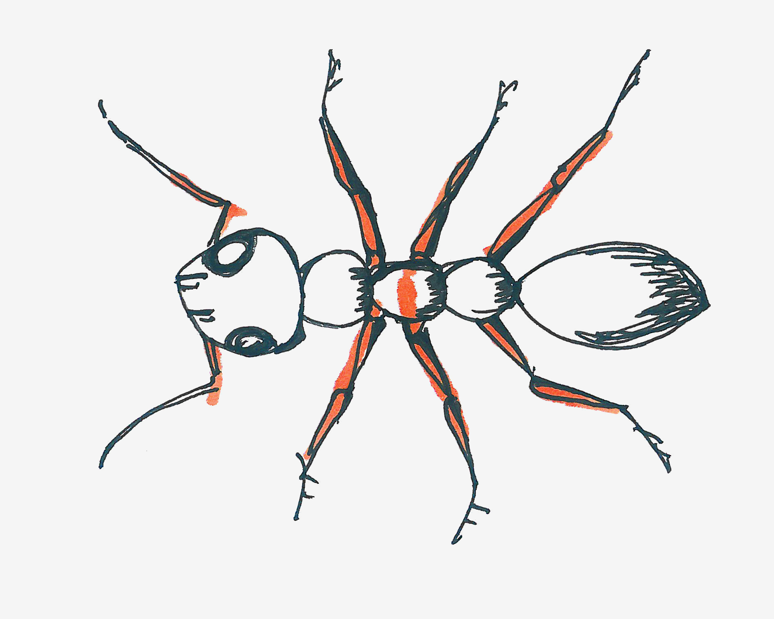 简单小蚂蚁简笔画画法图片步骤💛巧艺网