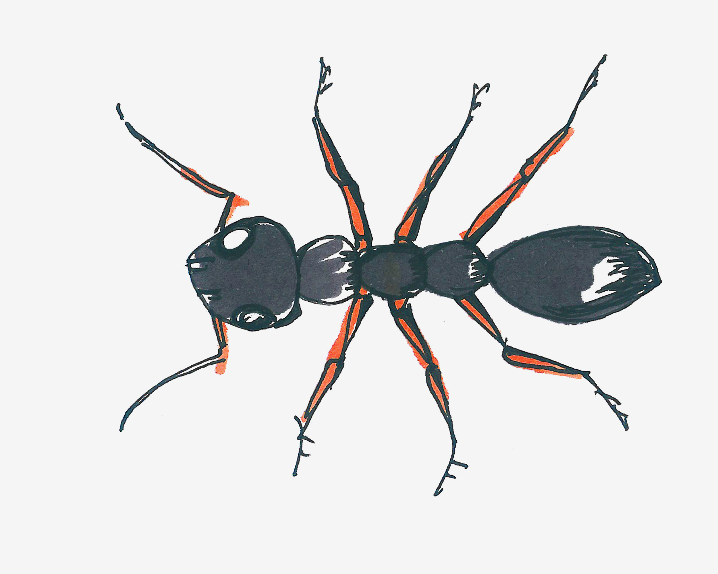 彩色小蚂蚁简笔画画法图片步骤（刀马旦儿童画） - 有点网 - 好手艺