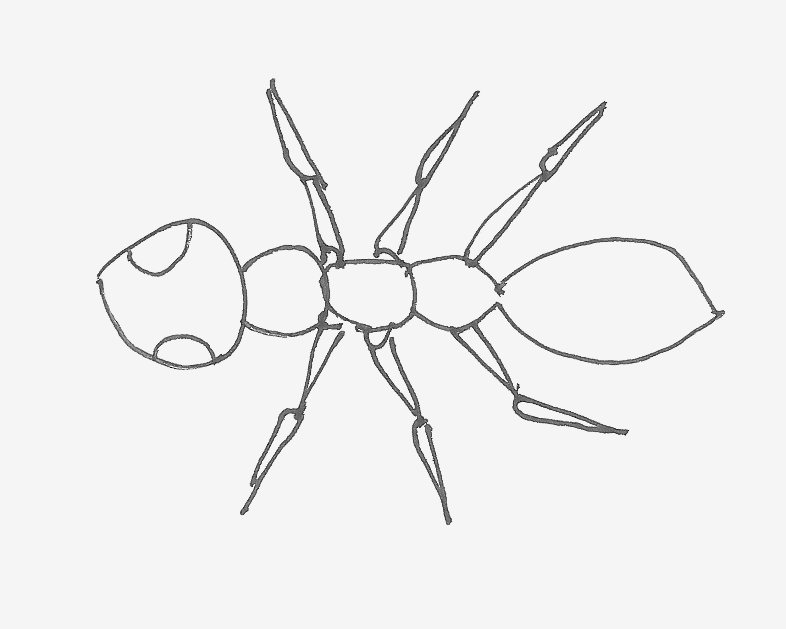 1一9岁超简单的儿童画图解教程 漂亮简笔画蚂蚁怎么画 丫丫小报