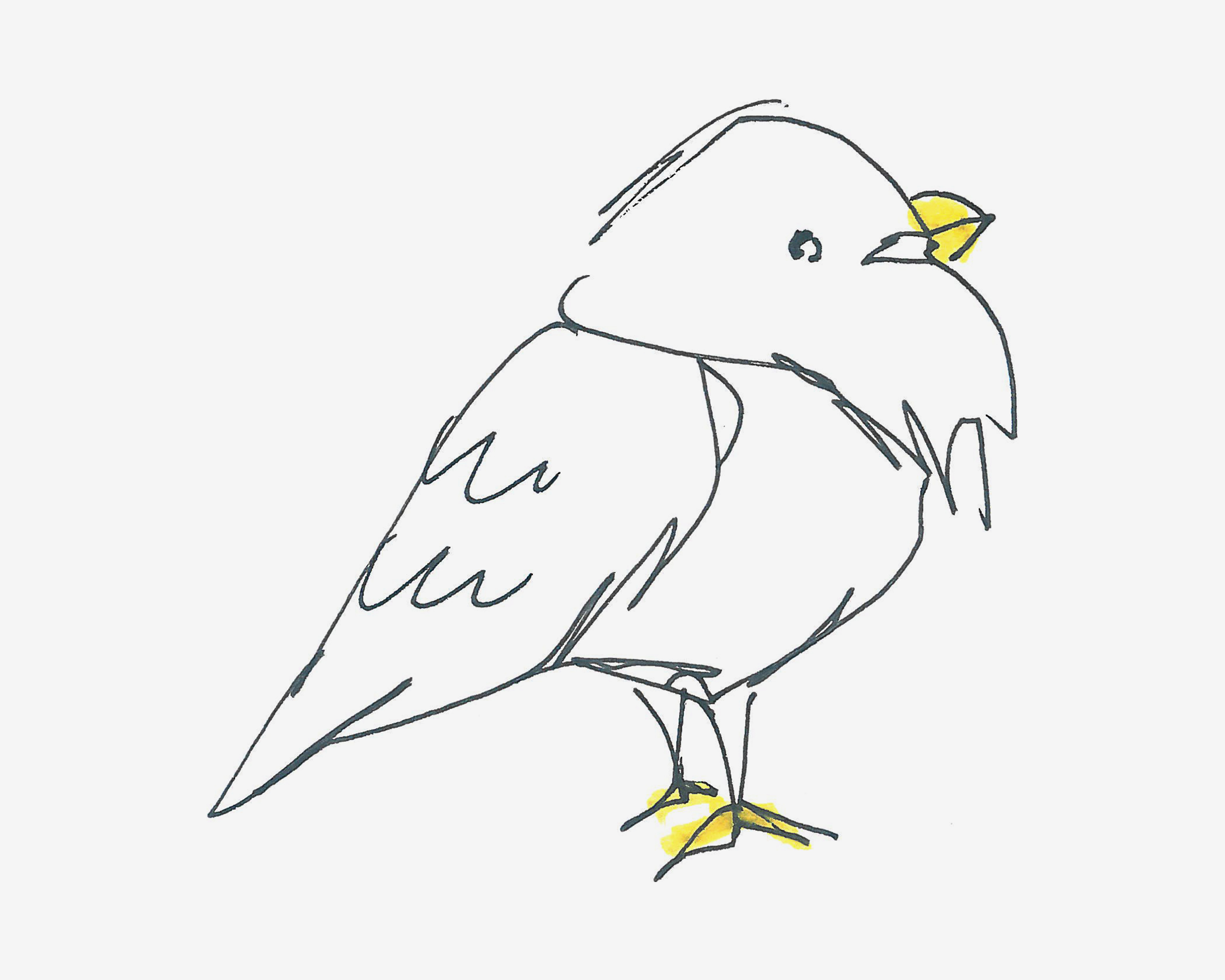 4-6岁简笔画教程 鸽子的画法教程