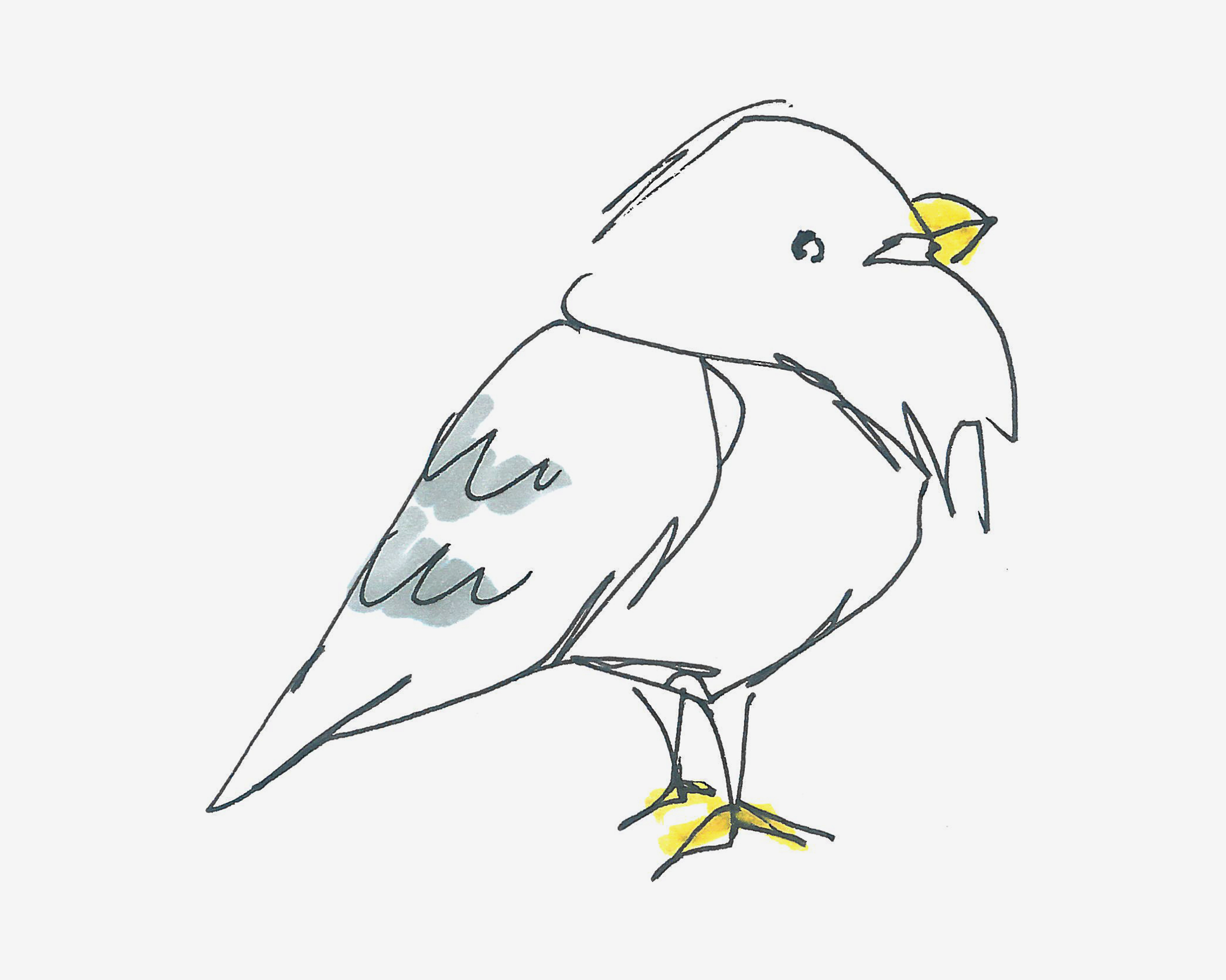 4-6岁简笔画教程 鸽子的画法教程