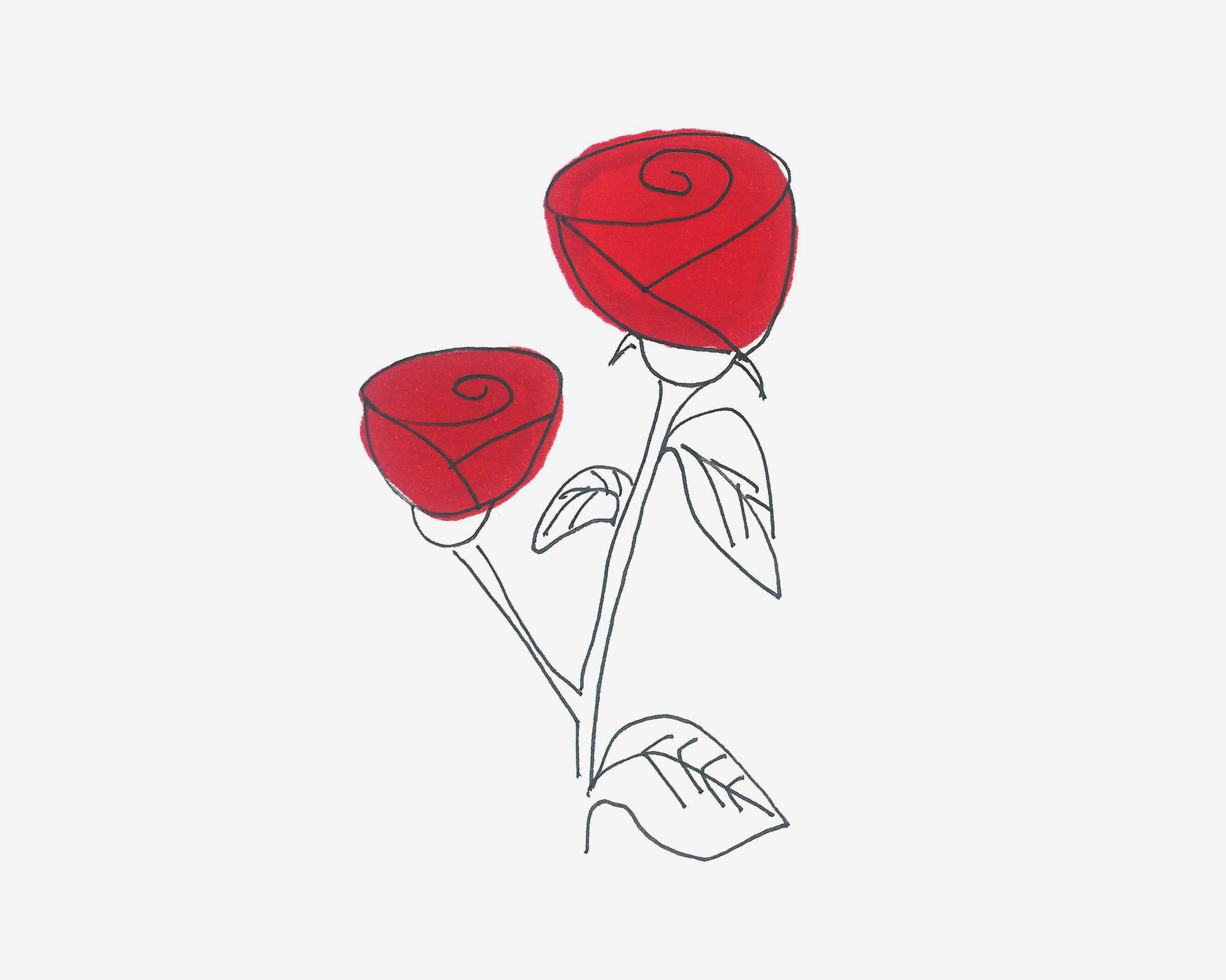 玫瑰花。|插画|插画习作|达西sail - 原创作品 - 站酷 (ZCOOL)