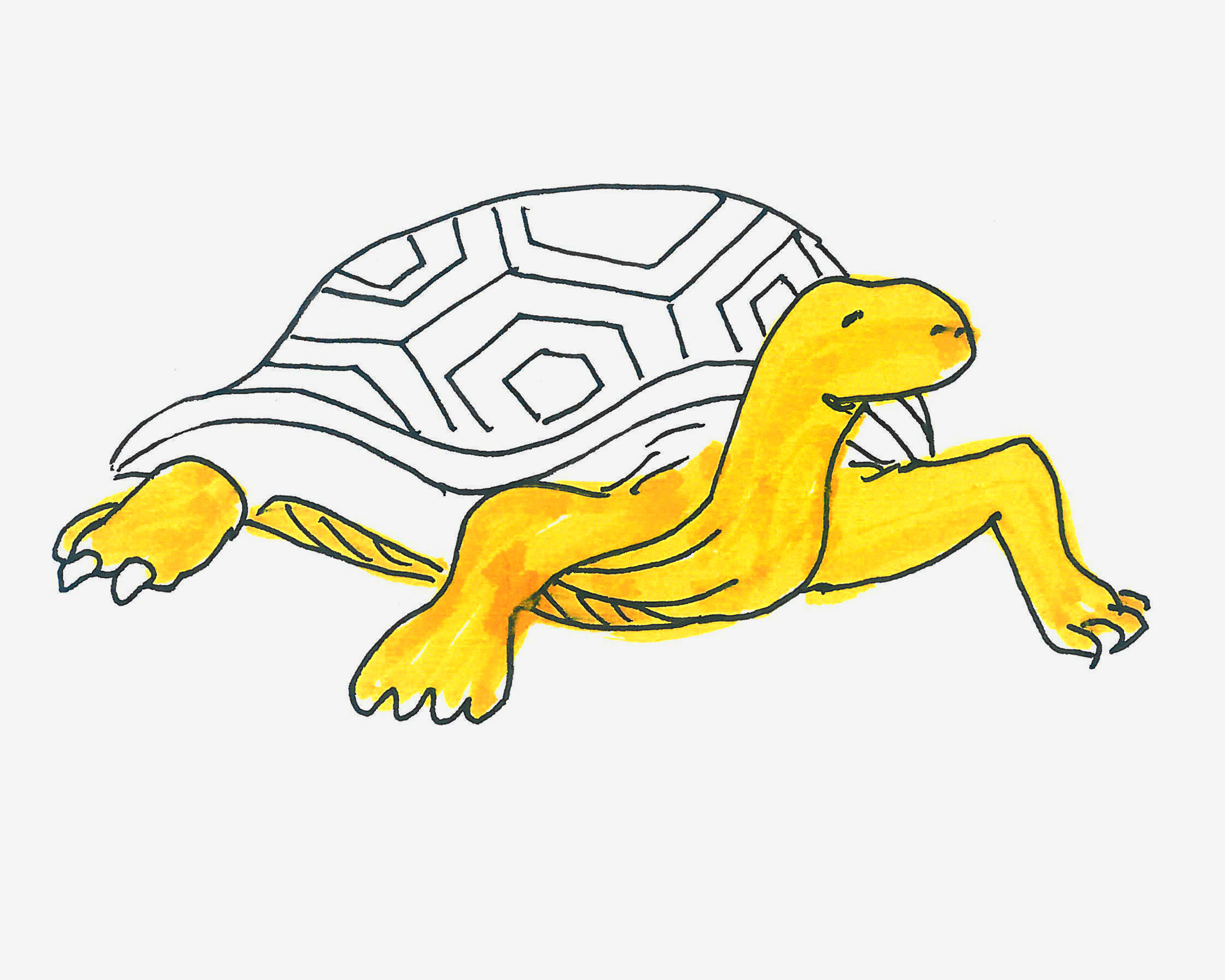 3-6岁简笔画 创意简笔画乌龟的画法步骤图