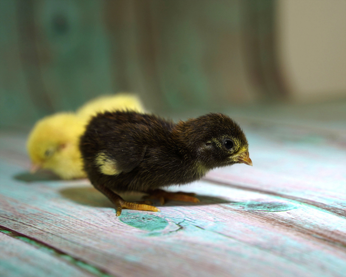 小鸡鸡的孵化过程 – K 媒体
