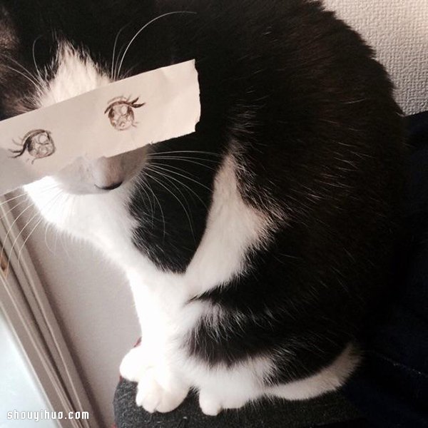 日本猫奴手绘搞笑眼神 DIY超恶搞猫咪萌照 